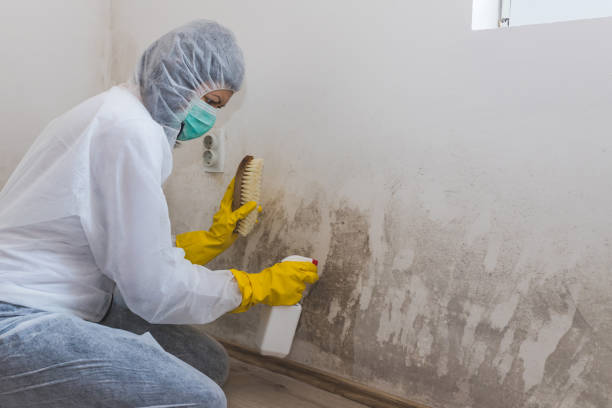 Mold Odor Removal Services in Cordova, NC