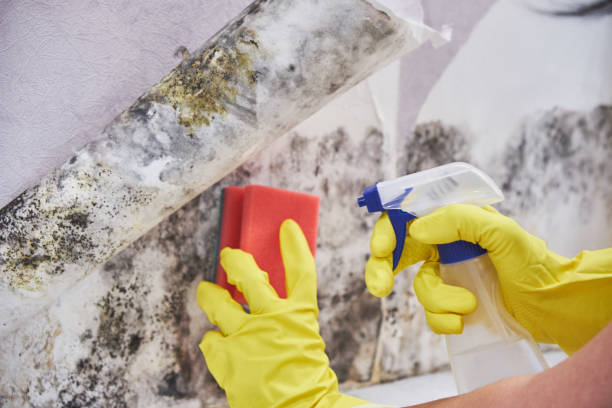 Why You Should Choose Our Mold Remediation Services in Cordova, NC